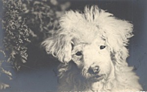 France Dog Portrait Study Poodle Old Photo 1930