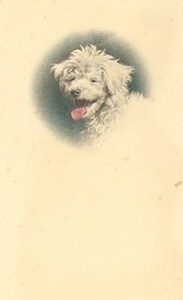 France Dog Portrait Study Poodle Old Photo 1930