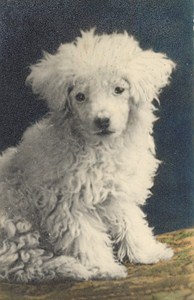 France Dog Portrait Study Poodle Old Photo 1930
