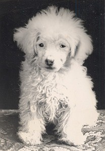 France Dog Portrait Study Poodle Old Photo 1930