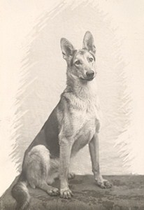 France Dog Portrait Study German Shepherd Old Photo 1930