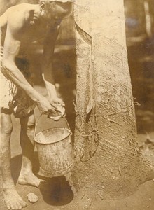 Indochina Bien Hoa Rubber Growing Old Photo 1926