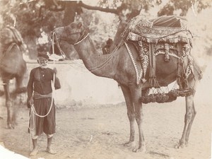 India Camel Decorated Saddle Old Photo 1890