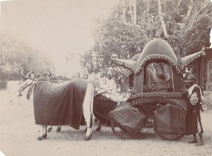 India Rajasthan Prestigious Bullock Cart Old Photo 1890