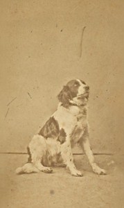 France Toulouse the Dog Pataud 3 year Old Photo CDV 1868