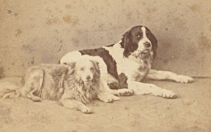 France Toulouse Dogs the Two Friends Old Photo CDV ca 1865