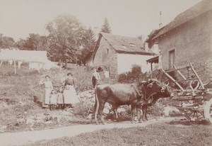 Ox Cart Aix les Bains Street Scene Snapshot Instantaneous Photo 1900