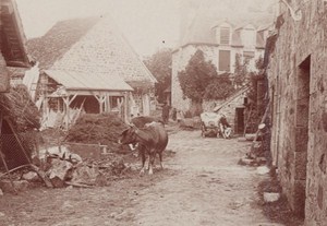 Bagnoles de l Orne Spa Town Cows Farm Scene Snapshot Instantaneous Photo 1900