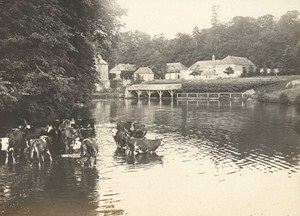 Flers sur Orne Cows Street Scene Snapshot Instantaneous Photo 1900