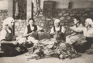 Tobacco Industry in Bulgaria Sorting and Counting Sheets Old Photo 1938