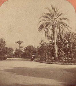 Nice Palm Tree of the Annexation France Old Stereo Photo Lucchesi 1880