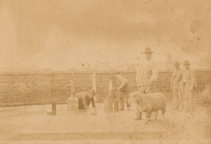 Argentina Buenos Aires Wool production? Sheep Farm old Photo 1890