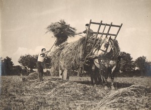 France WWII Normandie Liberation Harvest old Photo Lawrence Riordan 1944