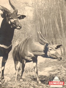 France advertising board for Photo Lumière Bongo antelope old Photo 1950