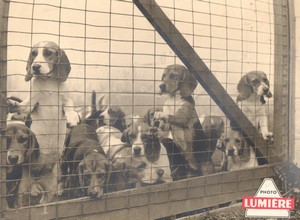 France advertising board for Photo Lumière Beagles old Photo 1950