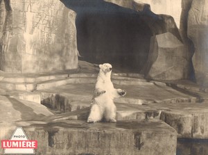France advertising board for Photo Lumière Polar Bear old Photo 1950