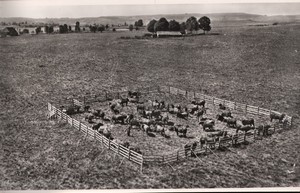 France Cantal Badailhac breeding Old Aerial Photo 1960