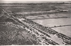 France Le Sambuc rice cultivation in the Camargue Old Aerial Photo 1960