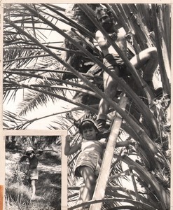 Israel Amiram Young Boy Palm Tree 2 Old Maziere Photos 1969 #3