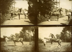 Country Life Training Horse France Old Snapshot photo 1900