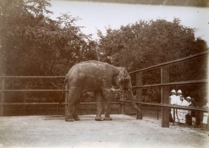 Saigon Elephant Botanical Garden Tonkin Vietnam Old Photo Tong Sing 1895