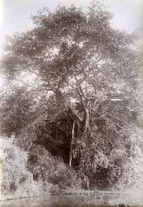 Banyan Road Ban Roi to Lang Son Tonkin Vietnam Old Photo Tong Sing 1895