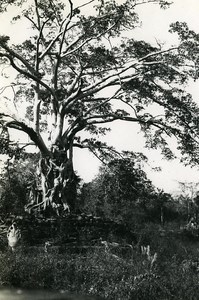 Indochina Cambodia Angkor Old Amateur Snapshot Photo 1930