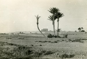 Morocco Marrakech Enter the Palm Grove Old Photo April 1947