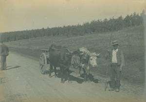 France Pyrenees near Cauterets Ox cart Peasant Old Amateur Photo Scrive 1900