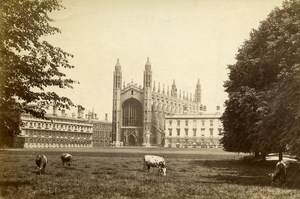 United Kingdom Cambridge Kings College Cows Graing old Albumen Photo 1880