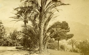 France French Riviera Nice Casino Gardens Palm Tree old Albumen Photo 1880