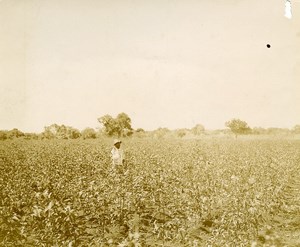 Madagascar Majunga Cotton Plantation of Mr Billaud old Photo 1900