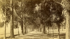 Mexico Paseo Promenade Old Photo Cabinet FE North 1870