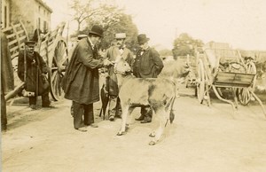 France Angouleme Market Scene Calf Old Photo H Billard 1893