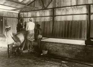 Singapore Leather Manufacture Workers Old Amateur Photo 1930