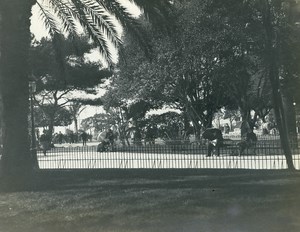 France Nice Urban Park Garden Trees Old Amateur Photo 1904