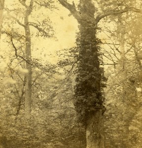 France Paris Trees Study Old Half Stereo Photo 1860