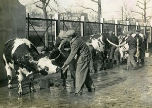France Paris General Agricultural Competition Cows Old Meurisse Photo 1930