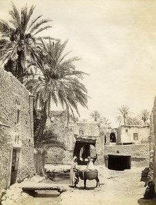 Algeria Sahara Oasis Biskra Donkey Mule Old Photo Neurdein 1890