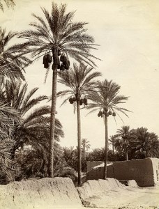 Algeria Sahara Oasis Palmeraie Date Palm Trees Old Photo Neurdein 1890