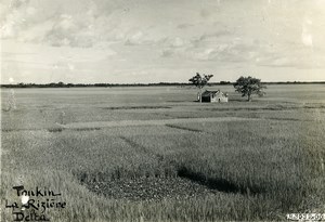 Vietnam Indochina Tonkin Hadong Rice fields before harvest Old Photo 1925