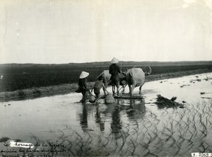 Vietnam Indochina Tonkin Kids Fishing Rice Field Harrowing Buffalos Photo 1925