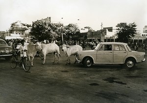 India Scene from Everyday Life Traffic Jam Cars & Cows Old photo 1960