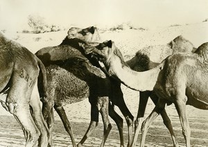 India Group of Camels Old Anonymous Photo 1960