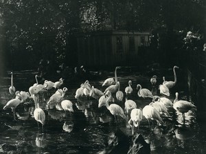 France Paris ? Zoo Flamingos Old Photo 1920