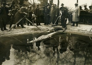 Germany Berlin Zoo Alligators Cinema Reporter Old Photo Scherl 1925