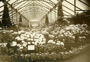 France Paris Horticultural Exhibition Chrysanthemums Greenhouse Photo Rol 1931