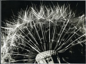 France Photographic Study Dandelion Flower Close Up Old Deplechin Photo 1960