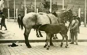 Horse Show Palais des Expositions Porte de Versailles Paris Foal Photo Rol 1931