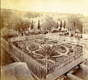 Middle East Israel garden of Gethsemane Old Anonymous Albumen Photo 1880